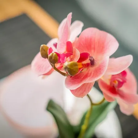 Mf Flower - Cirkalo 411 Apartment